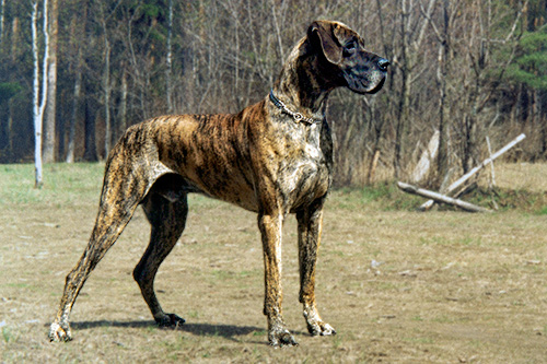 Deutsche Dogge - Amadeus iz Rossiiskoi Imperii - Champion ROLS, Res.Champion ANKOR, 3 x CAC, 3 x BOB